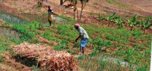 terra di missione cameroun